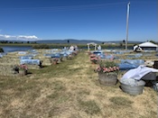 2025-05-3115-52-32.jpeg