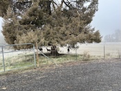 2024-12-2509-12-50.jpeg